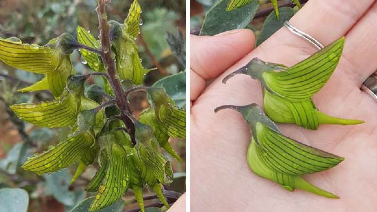 ¿Conocías esta asombrosa planta con flores parecidas a un colibrí