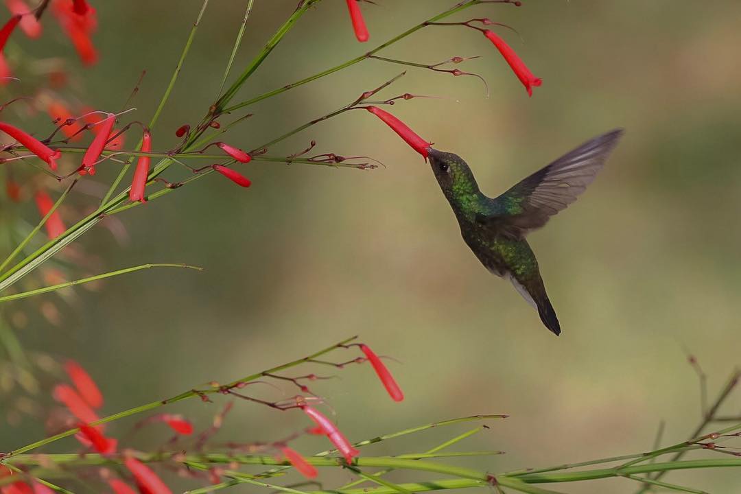 la leyenda del colibri maya
