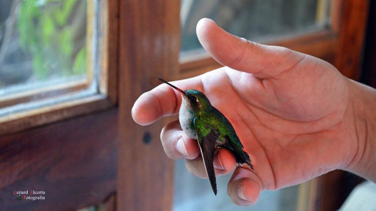 ¿Qué significa que un colibrí visite tu casa? Conocé las mejores leyendas y creencias